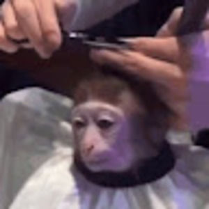 Meet your Posher, Osha